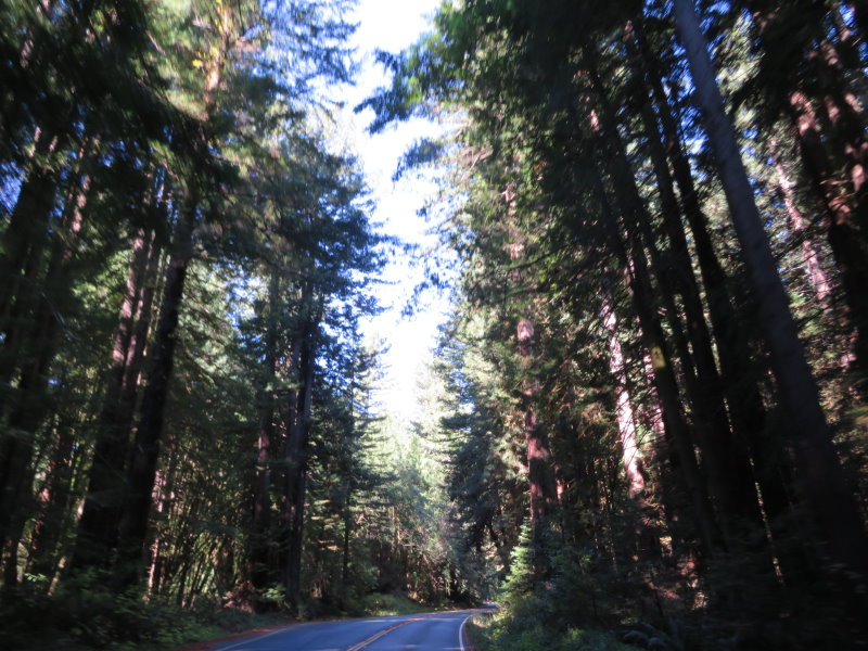 Beautiful ride through the Navarro River Redwood Forest